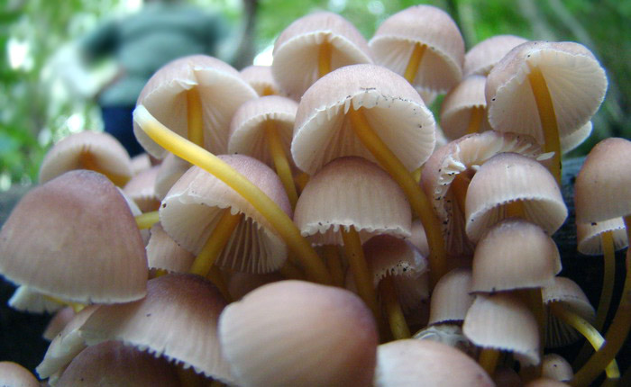 Mycena renati